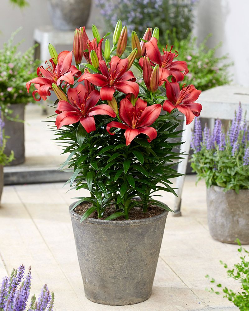 Lilium Asiatic 'Salinero'